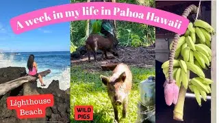 A week Living  Pahoa Big island Hawaii | Lighthouse (Newest Black Sand Beach)  Kopoho  | Bingo