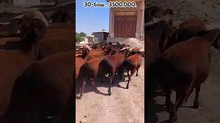 ЗОТИ ХИСОРИ МАНЗИЛ СУРХОНДАРЁ ДАСТАФКА БОР ☎️+998 99 730 07 09