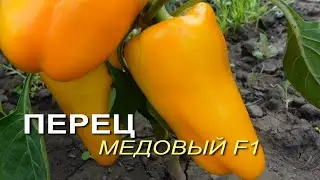 Перец сладкий МЕДОВЫЙ F1. Обзор сортов ПЕРЦЕВ!