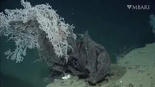 MBARI’s underwater robots find plastic pollution from the surface to the deep seafloor