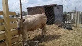 Новый загон для коз 🐐🐐🐐🐐🐐🐐🐐🐐