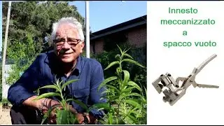 Innesto meccanizzato a spacco vuoto