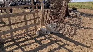 Аборигенные Волкодавы в песках Каракума.