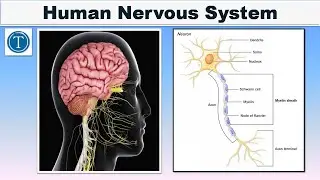 Human Nervous System || artificial intelligence in english