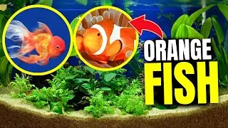 15 Stunning Orange Fish for Your Aquarium