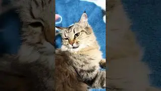The Most Relaxing Cat Video Ever Created