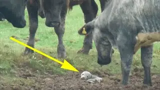 Учёный заметил, что тридцать коров собрались и с любопытством разглядывают что то в грязи