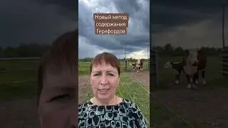 О новом методе выращивания Герефордов 