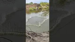 Полная сеть сазанов