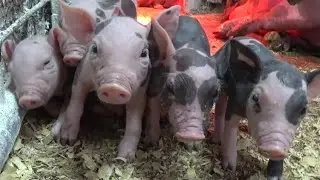 ‼️Процедуры в первые сутки поросятам ‼️Пополнение аптечки свиновода ‼️