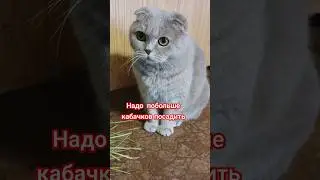 Надо побольше кабачков посадить 😁(Соседка Муся) #cat #юмор