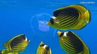 Египет 2024. Обзор пляжей отеля Dive Inn Resort 4*.