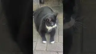 Cat drops rodent after owner's command in Wilmington, Massachusetts