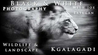 Black and White wildlife Photography in the Kgalagadi Transfrontier National Park