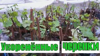 Результат укоренения черенков на воде.