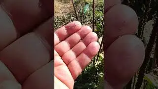 Alcuni usi dei semi di piantaggine