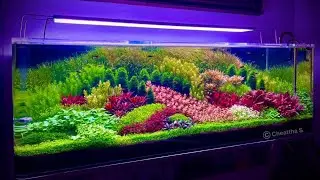 Most Beautiful Fish Tank Aquatic Masterpieces - Top 8 Amazing Aquarium