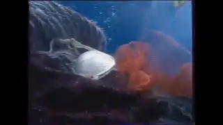 Реклама Стиральной машины Arisron Aqualris 2006