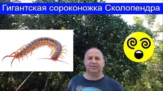 Гигантская сороконожка Сколопендра (Scolopendromorpha) на Гавайях. Centipedes. Hawaii  Oahu