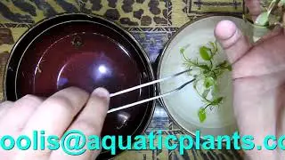 How to prepare Lagenandra meeboldii red round for planting - from TC culture cup