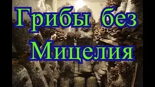 Грибы Вешенка без Мицелия Сбор Урожая с Экспериментальных Блоков Смешанным Субстратом Листья Опилки