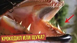БЕЗУМНАЯ ЛОВЛЯ | ТОП 5 ЛУЧШИХ МОМЕНТОВ НА РЫБАЛКЕ