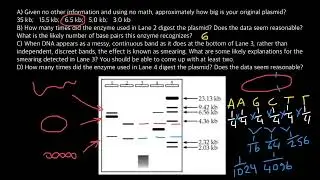 How Does a Plasmid DNA Run During Gel Electrophoresis?