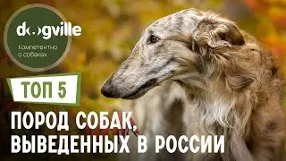 ТОП 5 Пород собак, выведенных в России
