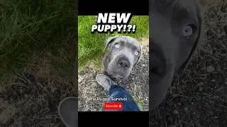 New Puppy!!?! Meet Shade the Cane Corso! 