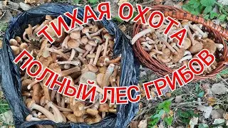 ШОК СКОЛЬКО ГРИБОВ! ОПЯТА ПОШЛИ! ТИХАЯ ОХОТА!