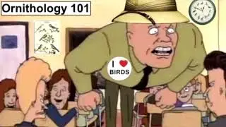 birds