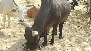 Bull eating video || cow eating video 