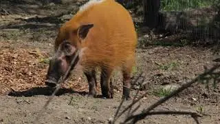 Red River Hogs At Blank Park Zoo