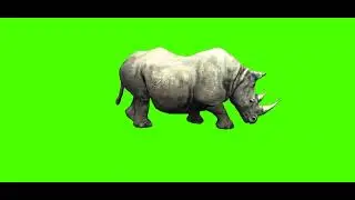 Green Screen Rhinoceros | Green Screen Rhinoceros back walk | Green Screen Cartoon| @syedashahtv