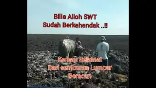 Ajaib ... !! Terkena Semburan Lumpur Kesongo Blora Kerbau Ini Tetap Hidup