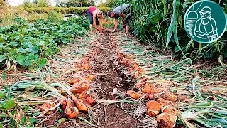 🧅 Когда убирать лук в 2024 году 🌱 Уборка урожая лука летом