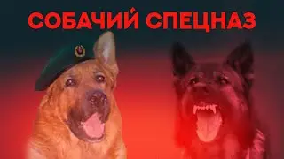 Собачий спецназ. Dog Special Forces.