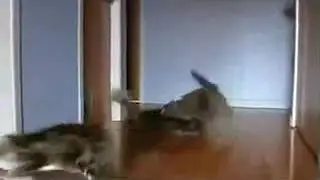 ебануты коты