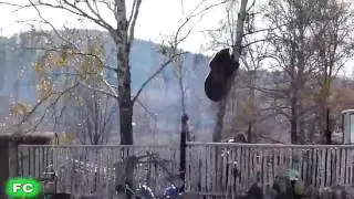 Медведь против человека:  поединки