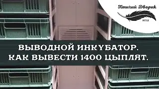 Выводной инкубатор Бонита   Как вывести 1400 цыплят