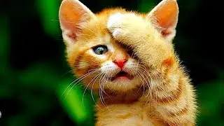 Stray kitten pressed his head with his paw and cried - he needs help!😭
