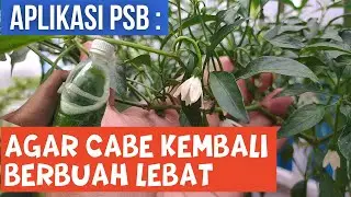 PAKAI PSB (BAKTERI FOTOSINTESIS) AGAR CABE KEMBALI BERBUAH LEBAT