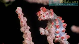 Bargibant's Pygmy Seahorse Filmed in Anilao, Philippines by Blue Ribbon Dive Resort