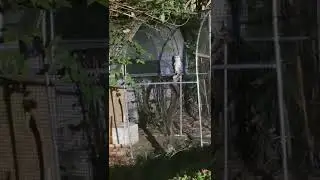 Channing, Rescued 1 winged barn owl, passed away