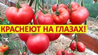 ДЛЯ БЫСТРОГО СОЗРЕВАНИЯ ТОМАТОВ ПОЛИВАЮ ЭТИМ