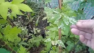 КАКИЕ САЖЕНЦЫ ЕСТЬ НА ПРОДАЖУ!!