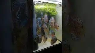 Дискусы и трава .