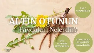 MODERN AKTAR ALTIN OTU | FAYDALARI NELERDİR?