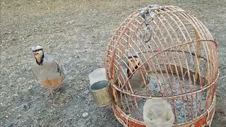 Кабк Keklik که و Partridge Chukar Чуча ва Бойка