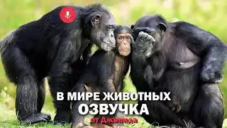 В МИРЕ ЖИВОТНЫХ/ОЗВУЧКА ОТ ДЖАВИДА